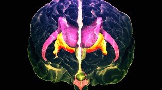 гипоталамус