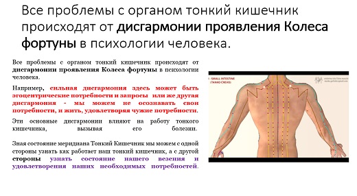 Тонкий кишечник меридиан